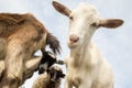 Funny goats and sheep on the farm Royalty Free Stock Photo