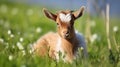 Funny goats standing among blooming dandelions against dark blue sky. Mom and baby. Looking to camera Royalty Free Stock Photo