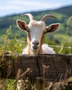 Funny goats standing among blooming dandelions against dark blue sky. Mom and baby. Looking to camera Royalty Free Stock Photo