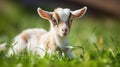 Funny goats standing among blooming dandelions against dark blue sky. Mom and baby. Looking to camera Royalty Free Stock Photo
