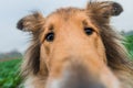 Funny gold rough collie with big nose