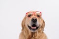 Funny golden labrador retriever dog looking in red glasses Royalty Free Stock Photo