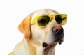 Funny golden Labrador Retriever dog with sunglasses.