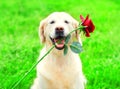 Funny Golden Retriever dog is holding a red flower in the teeth Royalty Free Stock Photo