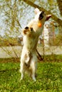 Funny Golden Retriever dog playing with a ball