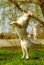 Funny Golden Retriever dog playing and jumping in the summer Royalty Free Stock Photo