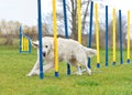 Funny Golden Retriever doing slalom in agility Royalty Free Stock Photo