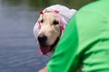 Funny golden retriever with kerchief