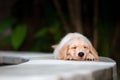 Funny golden retriever labrador puppy lying stretched at poolside Royalty Free Stock Photo