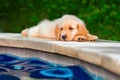 Funny golden retriever labrador puppy lying stretched at poolside Royalty Free Stock Photo