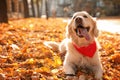 Funny Golden retriever in sunny autumn park