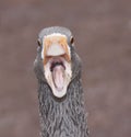 Funny Goose Royalty Free Stock Photo