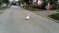 Funny goose crossing on a country road. Goose - a layer runs across the road. The bird is white. Free range domestic geese Royalty Free Stock Photo