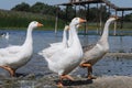 Funny goose flock