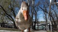 Funny goose Royalty Free Stock Photo