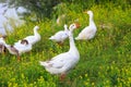 Funny gooses on meadow