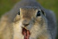 Funny Gopher Face