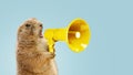 Funny gopher is holding a loudspeaker and screaming on a blue background. Creative idea, management and business. The concept of