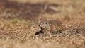 Funny gopher looks out of the hole, little ground squirrel or little suslik, Spermophilus pygmaeus is a species of