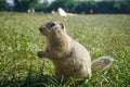 Funny gopher in the park