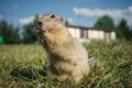 Funny gopher in the park