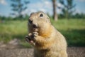 Funny gopher in the park