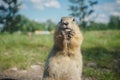 Funny gopher in the park