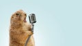 Funny gopher sings karaoke into a vintage microphone. Gopher screaming into a microphone, concept. Voice recording, creative idea