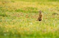 Funny gopher in two feet in green field in summer Royalty Free Stock Photo