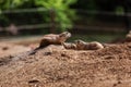 Funny gophers squirrel in the zoo. hamsters in the nature. Close up of muzzle of fluffy gophers. selective focus