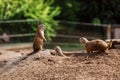 Funny gophers squirrel in the zoo. hamsters in the nature. Close up of muzzle of fluffy gophers. selective focus