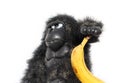 Funny gorilla with banana