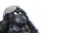 Funny gorilla with sunglasses