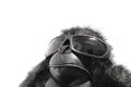 Funny gorilla with sunglasses