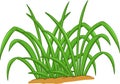 Funny grass leaf cartoon on white background