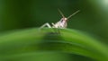 cute portrait of a grasshopper hiding behind a leaf. photo macro of this small insect with faceted eyes and long antennas, nature 