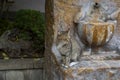 Portrait of a wild cat. Homeless cats on the streets of Tbilisi.