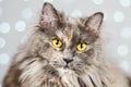 Funny gray British cat on a light background with bokeh