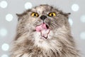 Funny gray British cat pulls out his tongue, showing fangs, teeth with huge eyes on a light background with bokeh Royalty Free Stock Photo