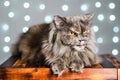 Funny gray British cat pulls out his tongue, showing fangs, teeth with huge eyes on a light background with bokeh Royalty Free Stock Photo