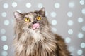 Funny gray British cat pulls out his tongue, showing fangs, teeth with huge eyes on a light background with bokeh Royalty Free Stock Photo