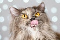 Funny gray British cat pulls out his tongue, showing fangs, teeth with huge eyes on a light background with bokeh Royalty Free Stock Photo