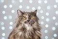 Funny gray British cat pulls out his tongue, showing fangs, teeth with huge eyes on a light background with bokeh Royalty Free Stock Photo