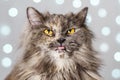 Funny gray British cat pulls out his tongue, showing fangs, teeth with huge eyes on a light background with bokeh Royalty Free Stock Photo