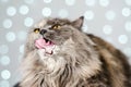 Funny gray British cat pulls out his tongue, showing fangs, teeth with huge eyes on a light background with bokeh Royalty Free Stock Photo