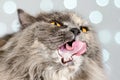 Funny gray British cat pulls out his tongue, showing fangs, teeth with huge eyes on a light background with bokeh Royalty Free Stock Photo