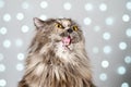 Funny gray British cat pulls out his tongue, showing fangs, teeth with huge eyes on a light background with bokeh Royalty Free Stock Photo