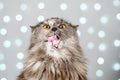 Funny gray British cat pulls out his tongue, showing fangs, teeth with huge eyes on a light background with bokeh Royalty Free Stock Photo