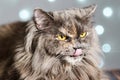 Funny gray British cat pulls out his tongue, showing fangs, teeth with huge eyes on a light background with bokeh Royalty Free Stock Photo