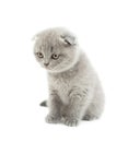 Funny gray British lop-eared kitten